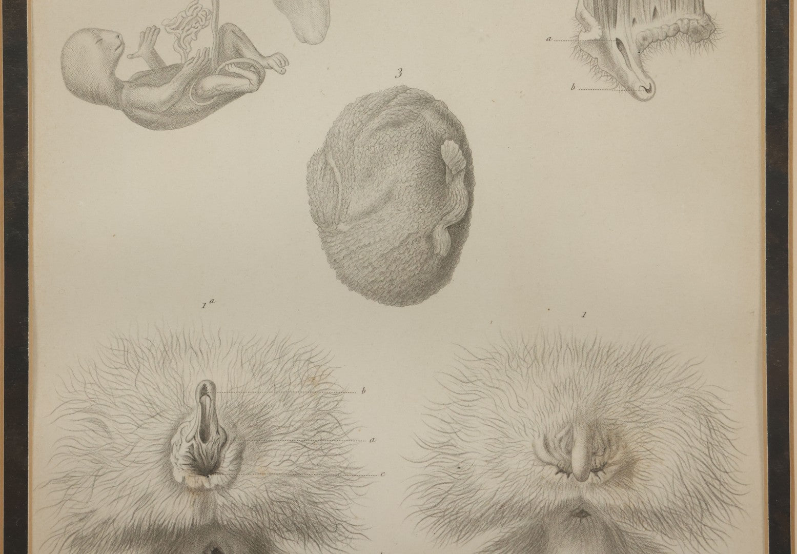 Lot 017 - Antique Animal Anatomy Book Plate Of A Lemur Or Similar Species Sexual Organs And Reproduction, In Modern Frame, 13" x 16"