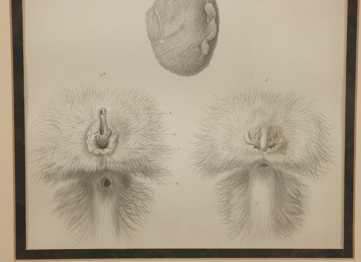 Lot 017 - Antique Animal Anatomy Book Plate Of A Lemur Or Similar Species Sexual Organs And Reproduction, In Modern Frame, 13" x 16"