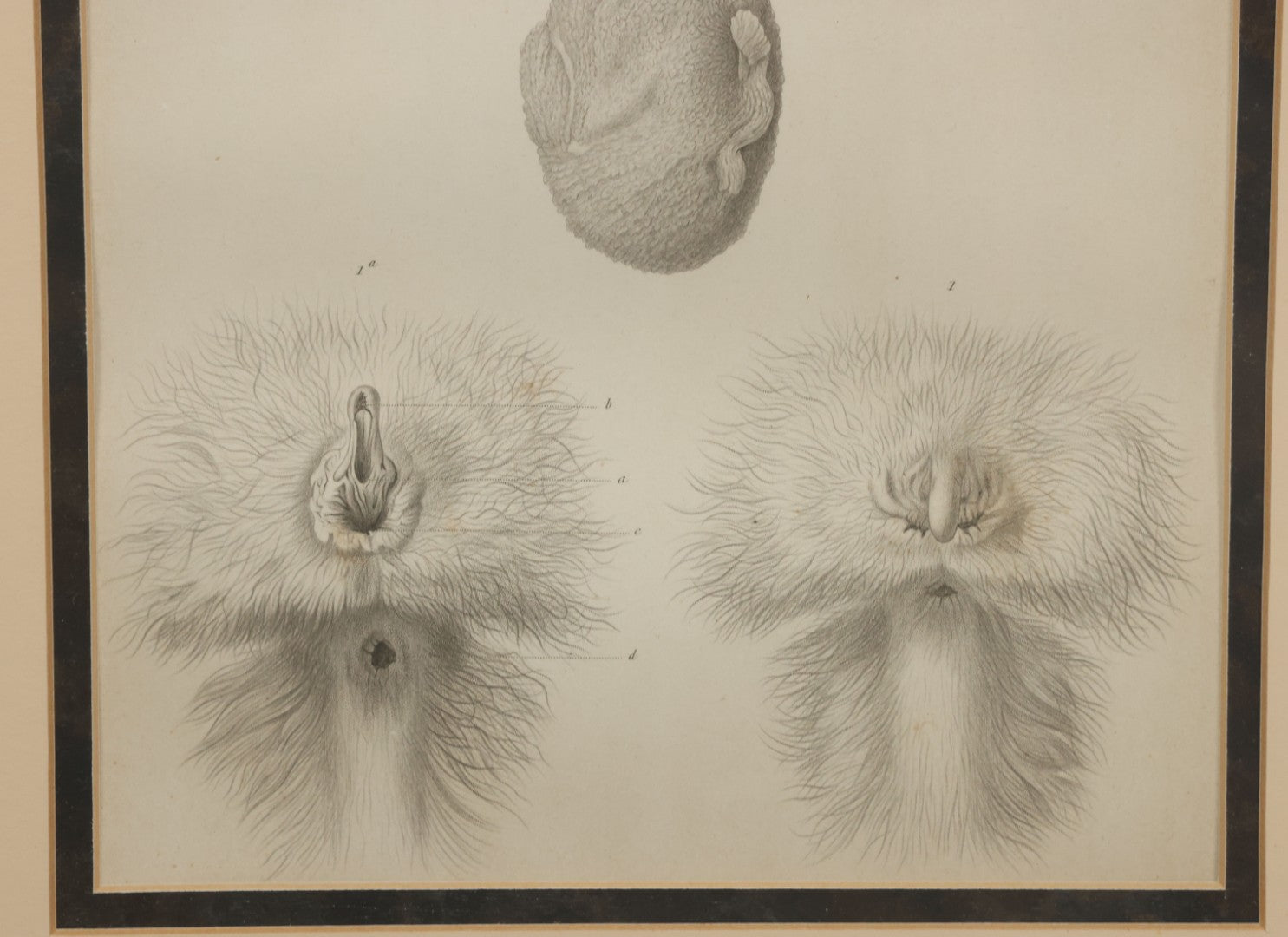Lot 017 - Antique Animal Anatomy Book Plate Of A Lemur Or Similar Species Sexual Organs And Reproduction, In Modern Frame, 13" x 16"
