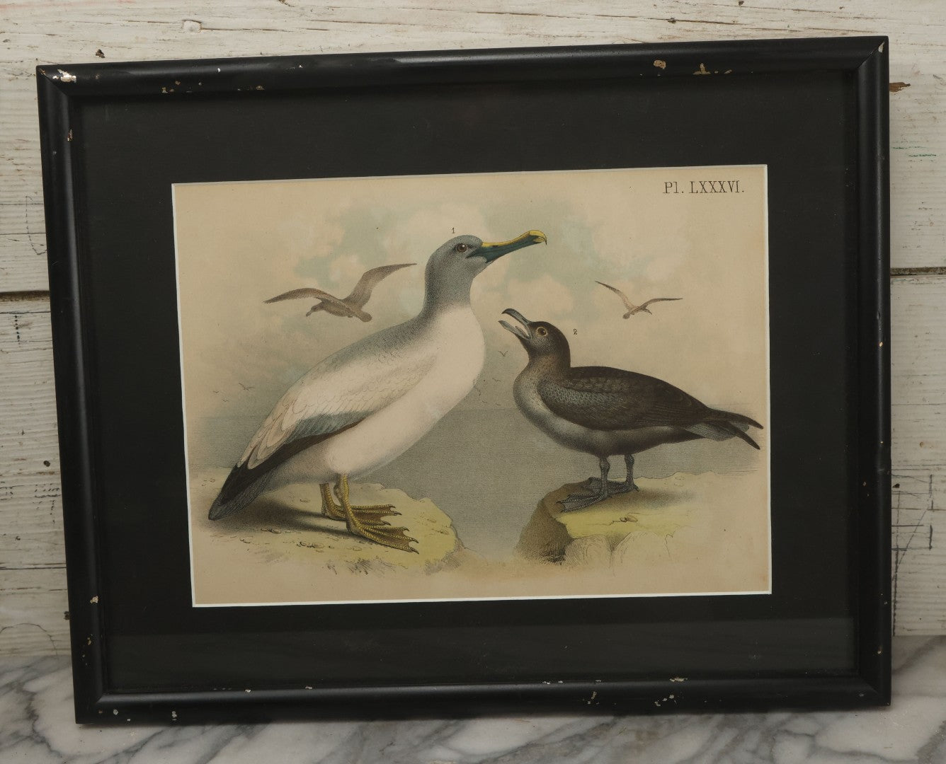Lot 018 - Antique Chromolithograph Animal Print Depicting An Albatross And Skua, In Frame, 17" x 13-5/8"