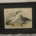 Lot 018 - Antique Chromolithograph Animal Print Depicting An Albatross And Skua, In Frame, 17" x 13-5/8"