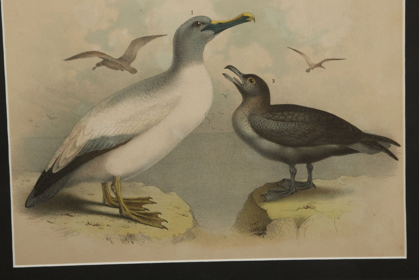Lot 018 - Antique Chromolithograph Animal Print Depicting An Albatross And Skua, In Frame, 17" x 13-5/8"