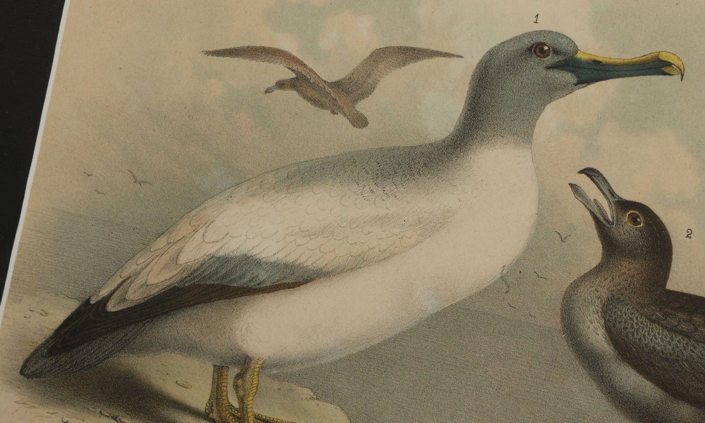 Lot 018 - Antique Chromolithograph Animal Print Depicting An Albatross And Skua, In Frame, 17" x 13-5/8"