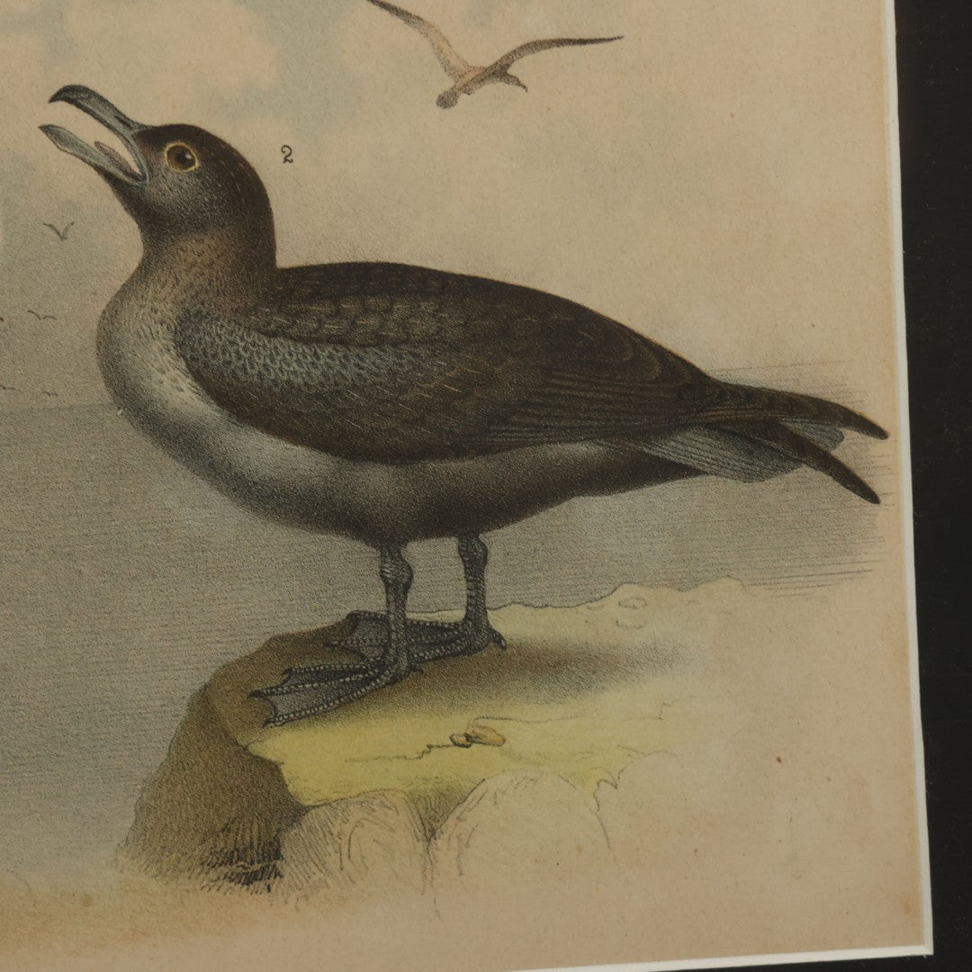 Lot 018 - Antique Chromolithograph Animal Print Depicting An Albatross And Skua, In Frame, 17" x 13-5/8"