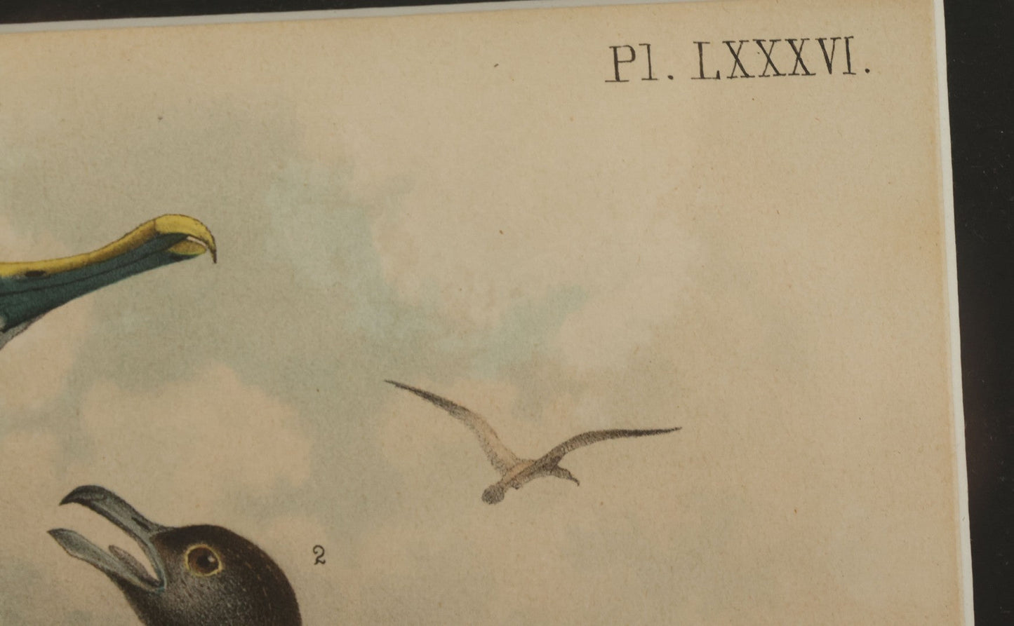 Lot 018 - Antique Chromolithograph Animal Print Depicting An Albatross And Skua, In Frame, 17" x 13-5/8"