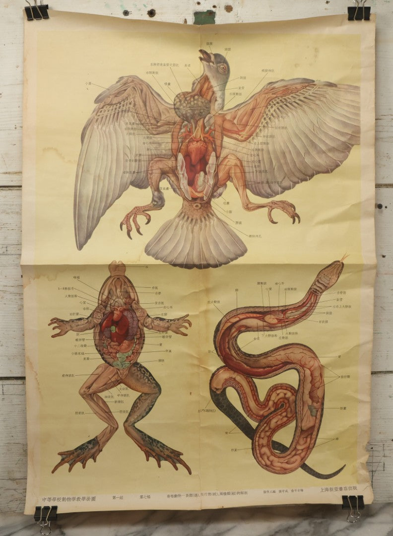 Lot 019 - Vintage Chinese Animal Anatomy Poster Depicting A Pigeon, A Frog, And A Snake, Published By Shanghai New Asia Bookstore, Note Tears, Creases, 20-3/4" x 30-3/8"