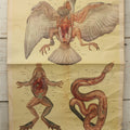 Lot 019 - Vintage Chinese Animal Anatomy Poster Depicting A Pigeon, A Frog, And A Snake, Published By Shanghai New Asia Bookstore, Note Tears, Creases, 20-3/4" x 30-3/8"