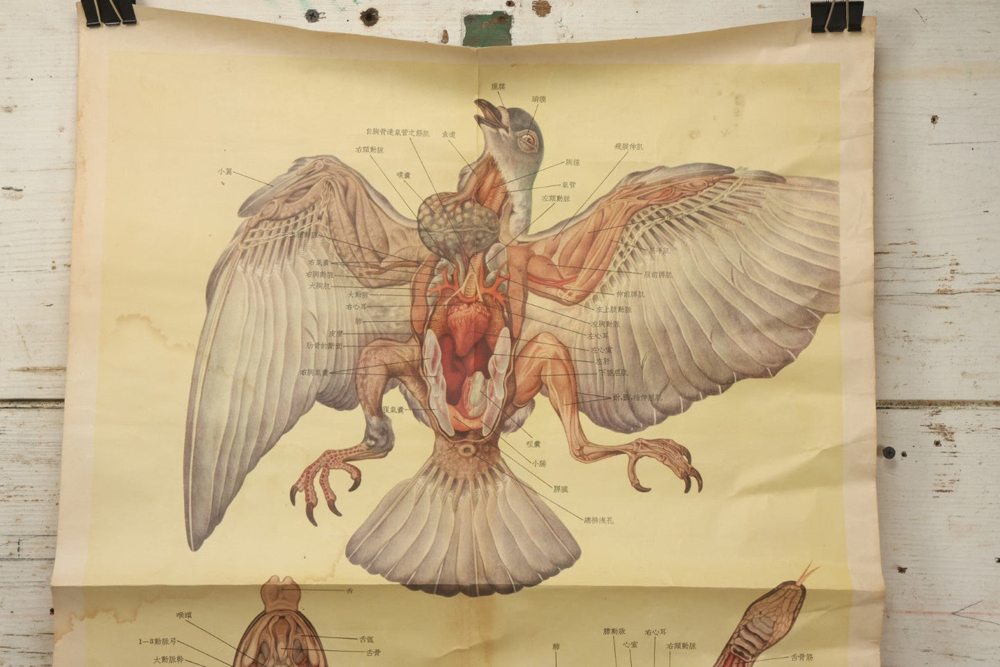 Lot 019 - Vintage Chinese Animal Anatomy Poster Depicting A Pigeon, A Frog, And A Snake, Published By Shanghai New Asia Bookstore, Note Tears, Creases, 20-3/4" x 30-3/8"