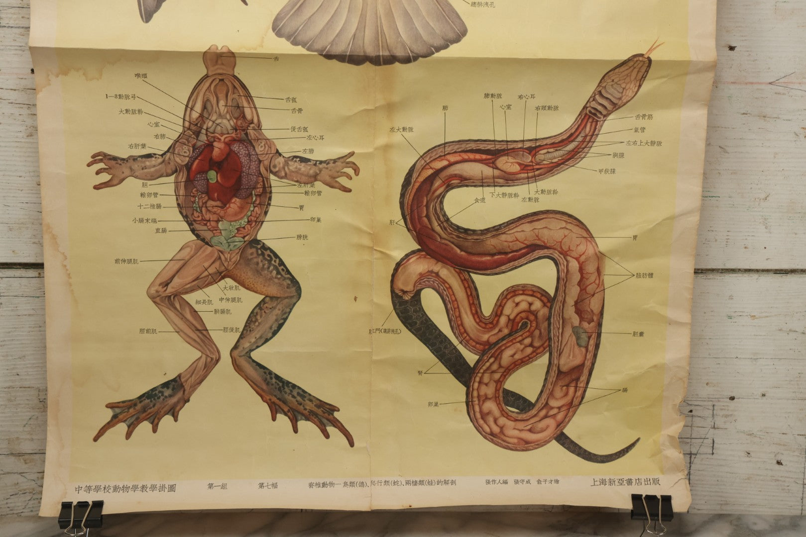Lot 019 - Vintage Chinese Animal Anatomy Poster Depicting A Pigeon, A Frog, And A Snake, Published By Shanghai New Asia Bookstore, Note Tears, Creases, 20-3/4" x 30-3/8"