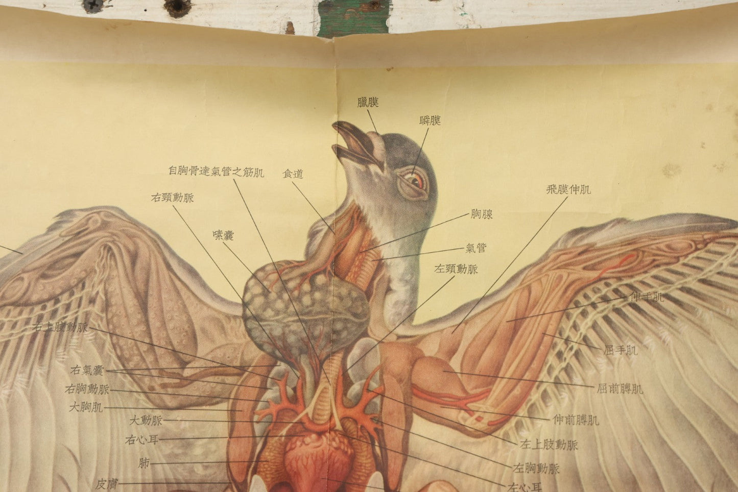 Lot 019 - Vintage Chinese Animal Anatomy Poster Depicting A Pigeon, A Frog, And A Snake, Published By Shanghai New Asia Bookstore, Note Tears, Creases, 20-3/4" x 30-3/8"