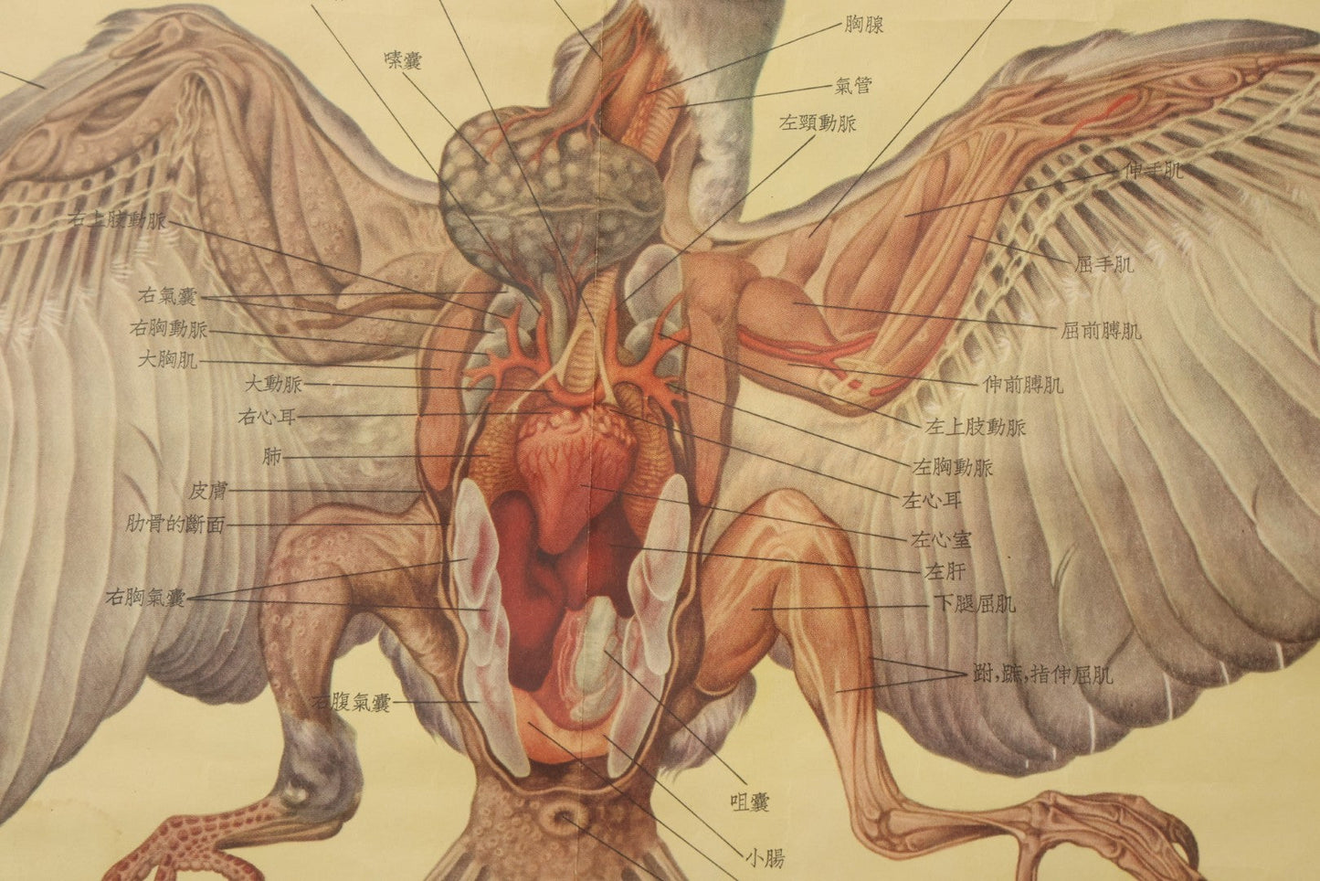 Lot 019 - Vintage Chinese Animal Anatomy Poster Depicting A Pigeon, A Frog, And A Snake, Published By Shanghai New Asia Bookstore, Note Tears, Creases, 20-3/4" x 30-3/8"