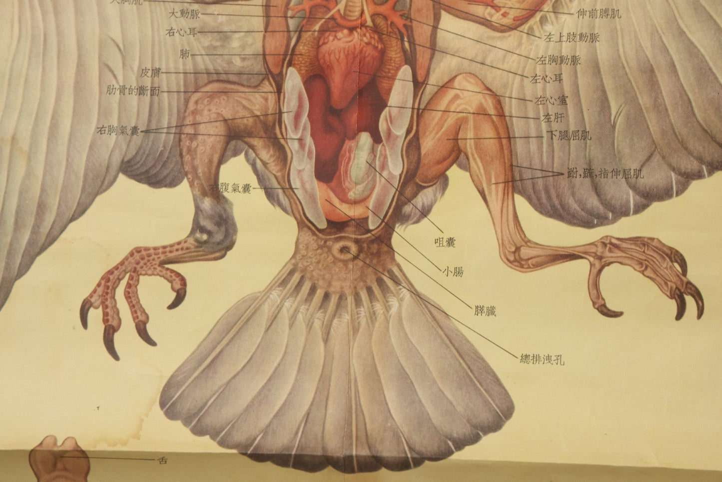 Lot 019 - Vintage Chinese Animal Anatomy Poster Depicting A Pigeon, A Frog, And A Snake, Published By Shanghai New Asia Bookstore, Note Tears, Creases, 20-3/4" x 30-3/8"