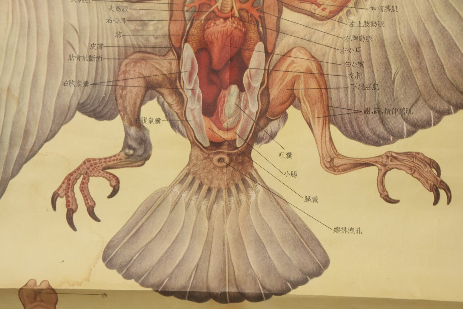 Lot 019 - Vintage Chinese Animal Anatomy Poster Depicting A Pigeon, A Frog, And A Snake, Published By Shanghai New Asia Bookstore, Note Tears, Creases, 20-3/4" x 30-3/8"