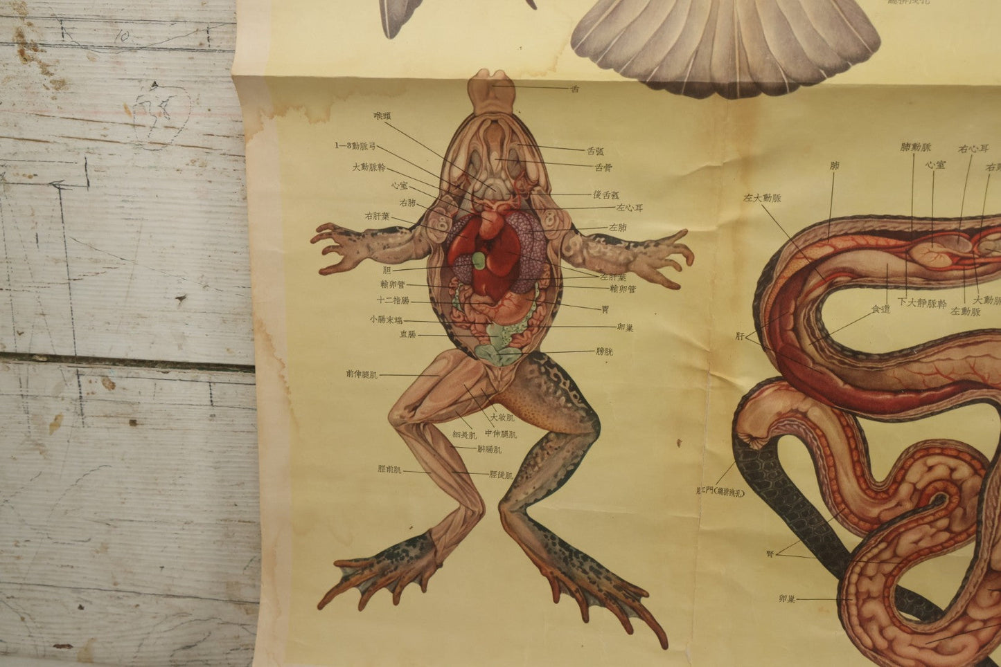 Lot 019 - Vintage Chinese Animal Anatomy Poster Depicting A Pigeon, A Frog, And A Snake, Published By Shanghai New Asia Bookstore, Note Tears, Creases, 20-3/4" x 30-3/8"