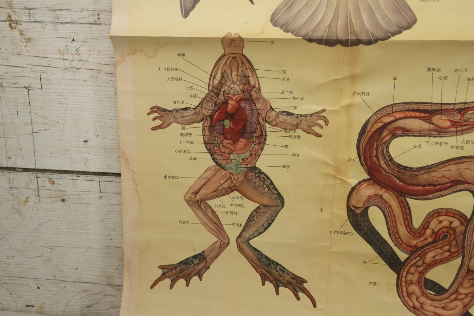 Lot 019 - Vintage Chinese Animal Anatomy Poster Depicting A Pigeon, A Frog, And A Snake, Published By Shanghai New Asia Bookstore, Note Tears, Creases, 20-3/4" x 30-3/8"
