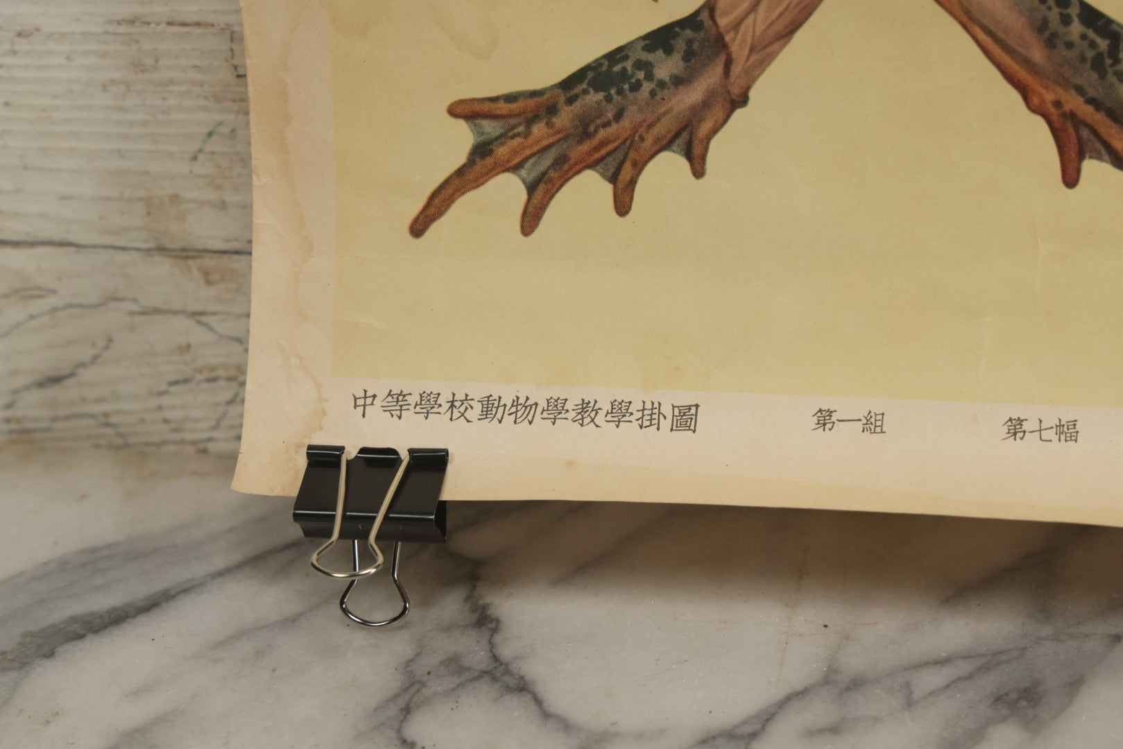 Lot 019 - Vintage Chinese Animal Anatomy Poster Depicting A Pigeon, A Frog, And A Snake, Published By Shanghai New Asia Bookstore, Note Tears, Creases, 20-3/4" x 30-3/8"