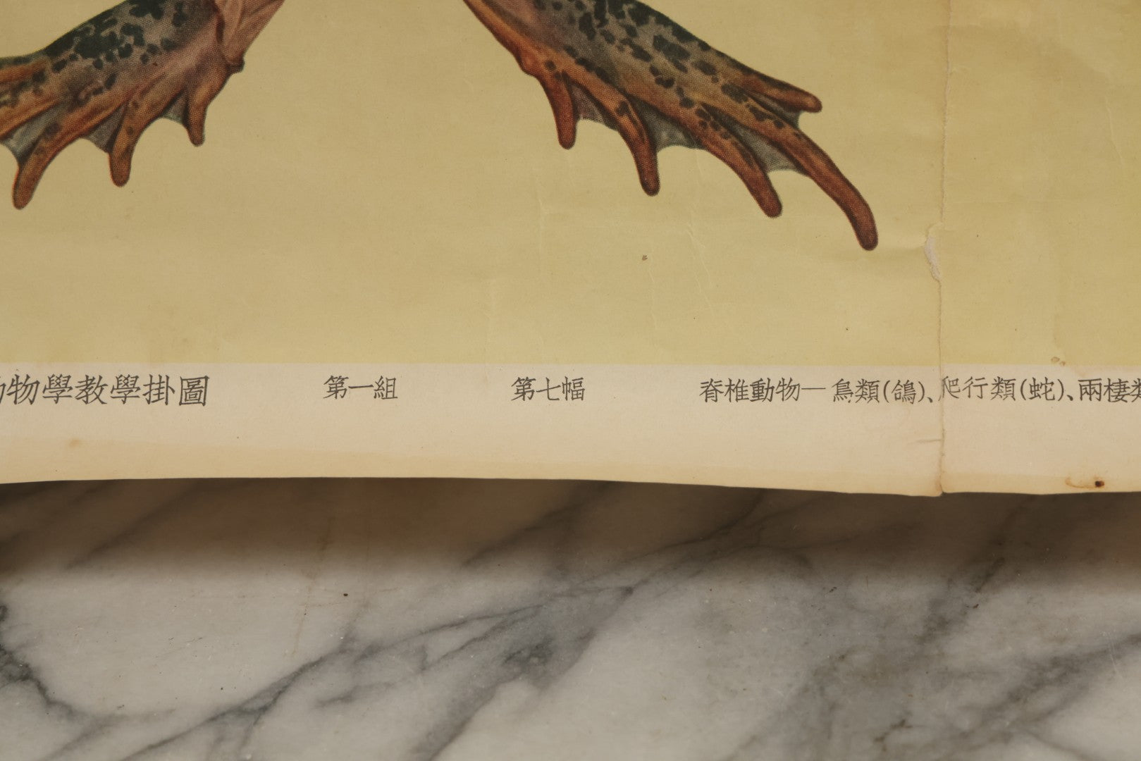Lot 019 - Vintage Chinese Animal Anatomy Poster Depicting A Pigeon, A Frog, And A Snake, Published By Shanghai New Asia Bookstore, Note Tears, Creases, 20-3/4" x 30-3/8"