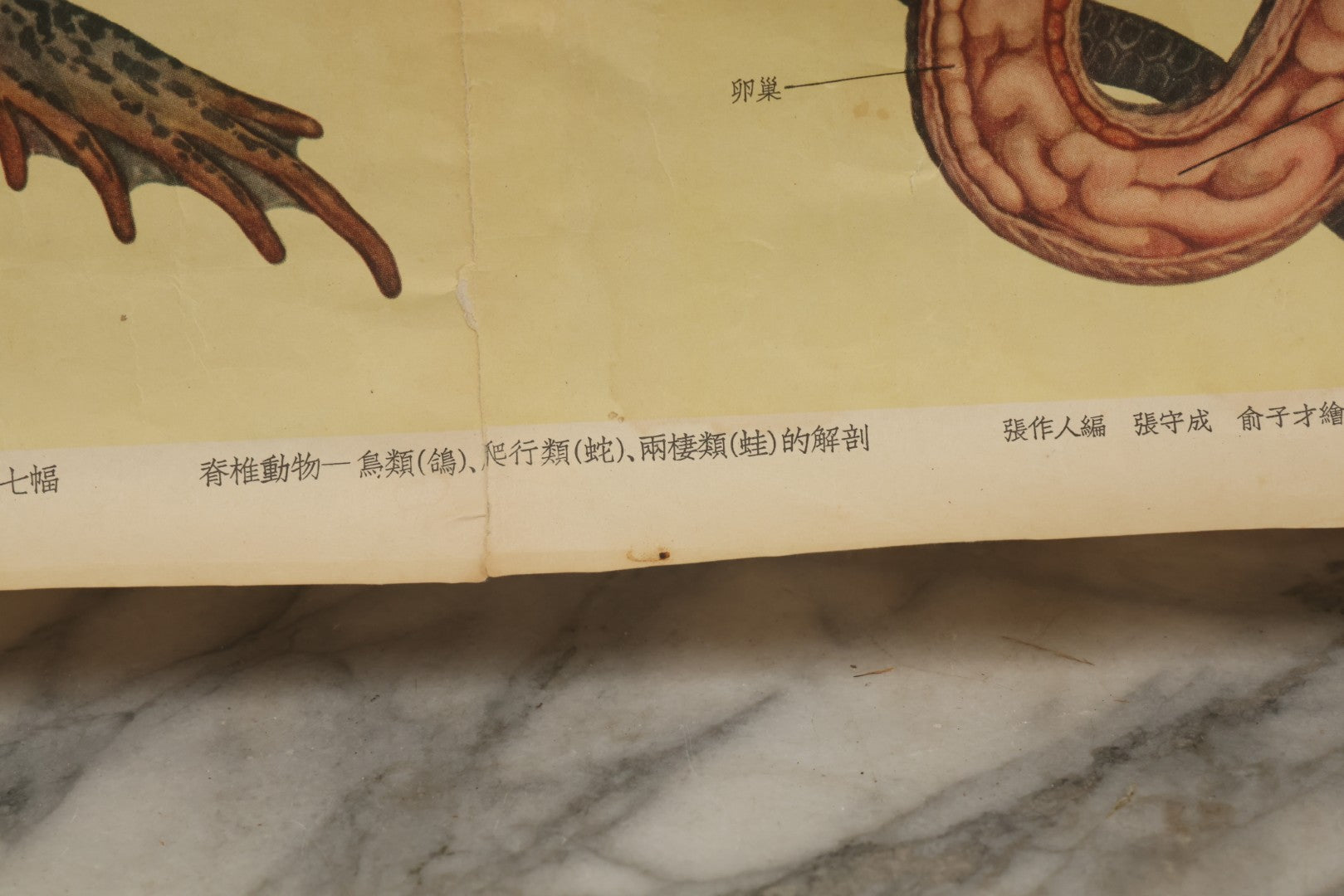 Lot 019 - Vintage Chinese Animal Anatomy Poster Depicting A Pigeon, A Frog, And A Snake, Published By Shanghai New Asia Bookstore, Note Tears, Creases, 20-3/4" x 30-3/8"