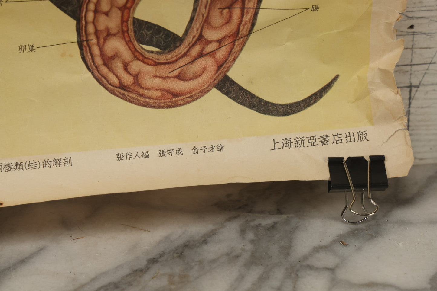 Lot 019 - Vintage Chinese Animal Anatomy Poster Depicting A Pigeon, A Frog, And A Snake, Published By Shanghai New Asia Bookstore, Note Tears, Creases, 20-3/4" x 30-3/8"