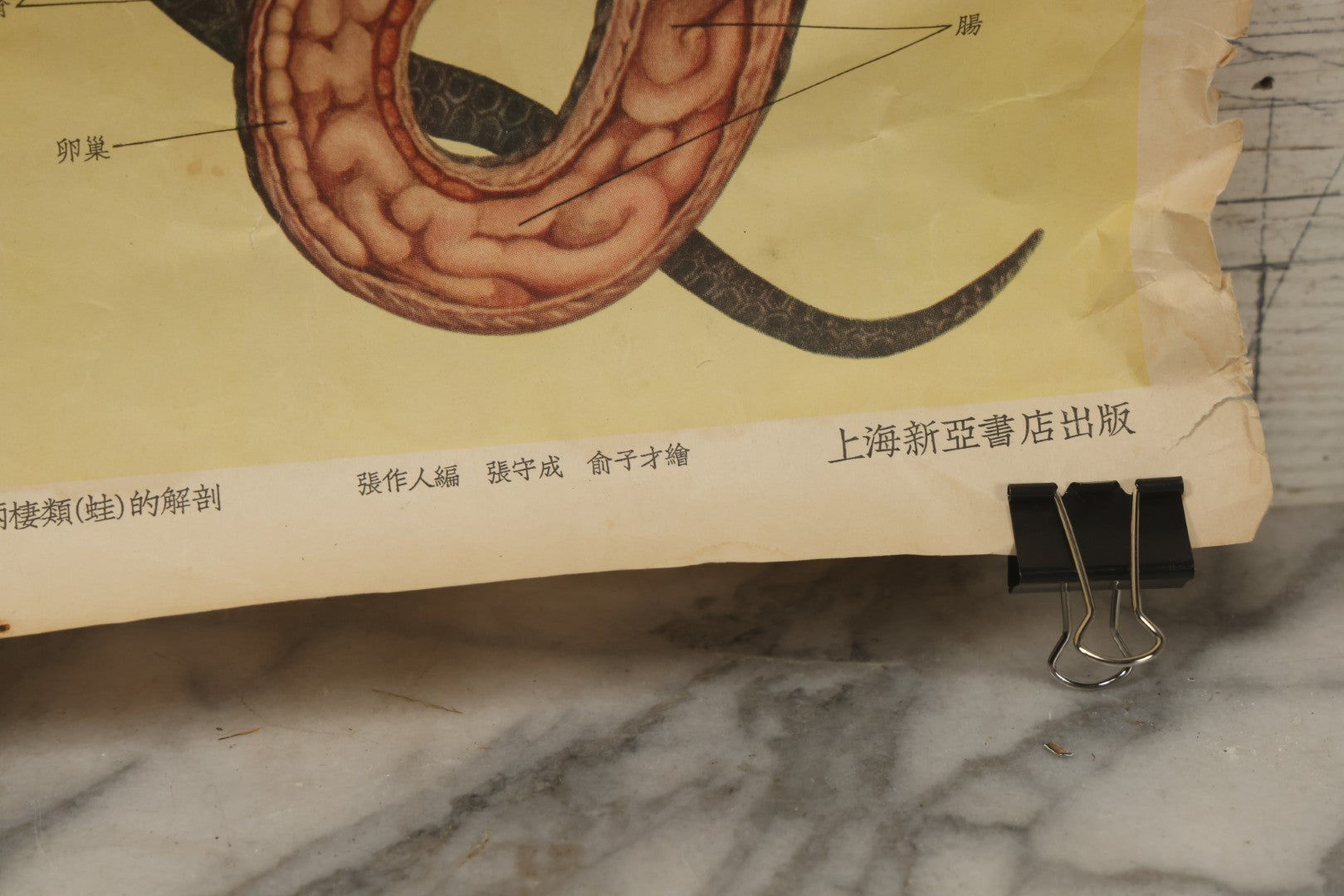Lot 019 - Vintage Chinese Animal Anatomy Poster Depicting A Pigeon, A Frog, And A Snake, Published By Shanghai New Asia Bookstore, Note Tears, Creases, 20-3/4" x 30-3/8"