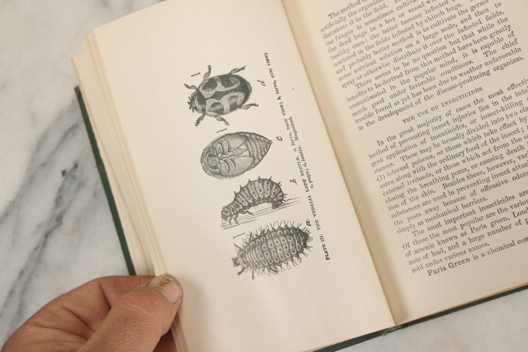 Lot 021 - "Insects And Insecticides: A Practical Manual Concerning Noxious Insects And The Methods Of Preventing Their Injuries" Antique Book By Clarence M. Weed, Illustrated, Second Revised Edition, Orange Judd Company, Publishers, New York, 1904