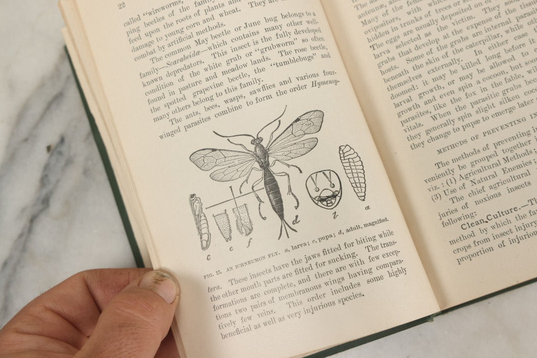 Lot 021 - "Insects And Insecticides: A Practical Manual Concerning Noxious Insects And The Methods Of Preventing Their Injuries" Antique Book By Clarence M. Weed, Illustrated, Second Revised Edition, Orange Judd Company, Publishers, New York, 1904