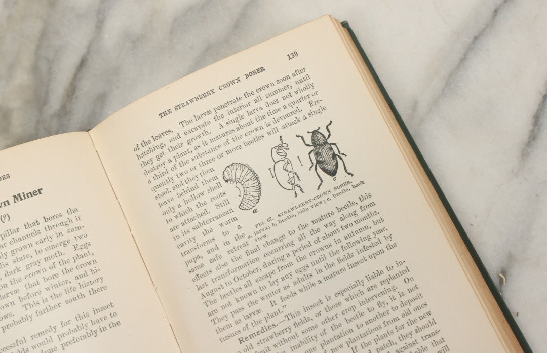 Lot 021 - "Insects And Insecticides: A Practical Manual Concerning Noxious Insects And The Methods Of Preventing Their Injuries" Antique Book By Clarence M. Weed, Illustrated, Second Revised Edition, Orange Judd Company, Publishers, New York, 1904