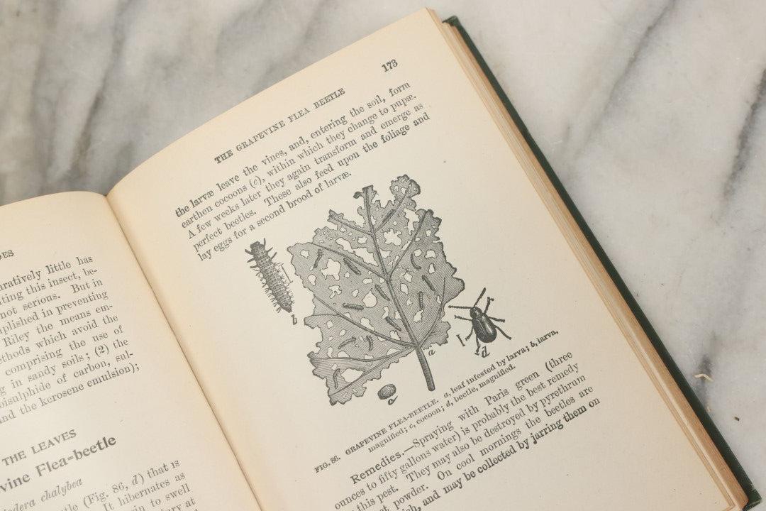 Lot 021 - "Insects And Insecticides: A Practical Manual Concerning Noxious Insects And The Methods Of Preventing Their Injuries" Antique Book By Clarence M. Weed, Illustrated, Second Revised Edition, Orange Judd Company, Publishers, New York, 1904