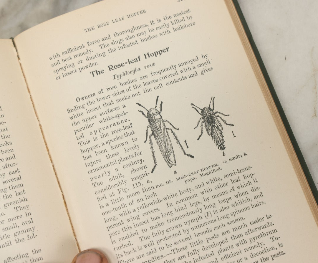 Lot 021 - "Insects And Insecticides: A Practical Manual Concerning Noxious Insects And The Methods Of Preventing Their Injuries" Antique Book By Clarence M. Weed, Illustrated, Second Revised Edition, Orange Judd Company, Publishers, New York, 1904