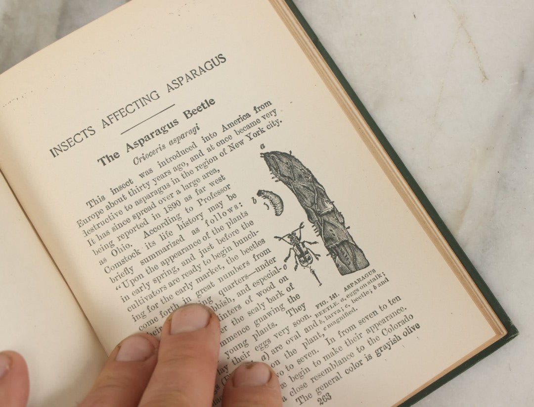 Lot 021 - "Insects And Insecticides: A Practical Manual Concerning Noxious Insects And The Methods Of Preventing Their Injuries" Antique Book By Clarence M. Weed, Illustrated, Second Revised Edition, Orange Judd Company, Publishers, New York, 1904