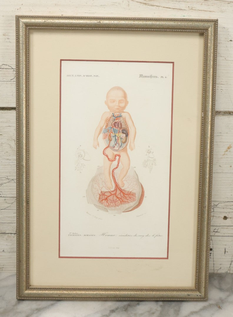 Lot 055 - Antique French Medical Engraving Plate Print, Circulation Of Blood In The Fetus, Engraved By Fournier After Martin St. Ange, In Modern Frame, 9" x 13"