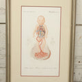 Lot 055 - Antique French Medical Engraving Plate Print, Circulation Of Blood In The Fetus, Engraved By Fournier After Martin St. Ange, In Modern Frame, 9" x 13"