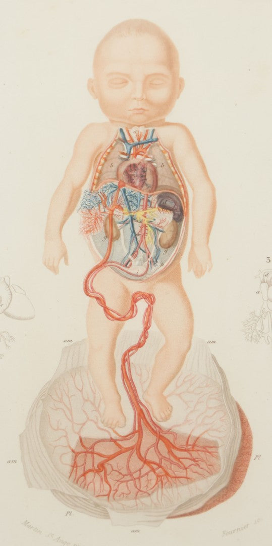 Lot 055 - Antique French Medical Engraving Plate Print, Circulation Of Blood In The Fetus, Engraved By Fournier After Martin St. Ange, In Modern Frame, 9" x 13"