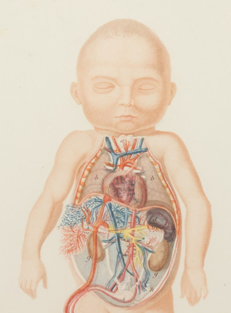 Lot 055 - Antique French Medical Engraving Plate Print, Circulation Of Blood In The Fetus, Engraved By Fournier After Martin St. Ange, In Modern Frame, 9" x 13"