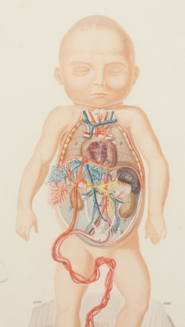 Lot 055 - Antique French Medical Engraving Plate Print, Circulation Of Blood In The Fetus, Engraved By Fournier After Martin St. Ange, In Modern Frame, 9" x 13"
