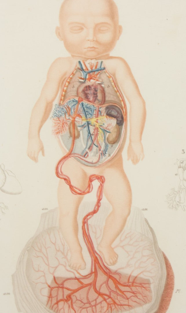 Lot 055 - Antique French Medical Engraving Plate Print, Circulation Of Blood In The Fetus, Engraved By Fournier After Martin St. Ange, In Modern Frame, 9" x 13"