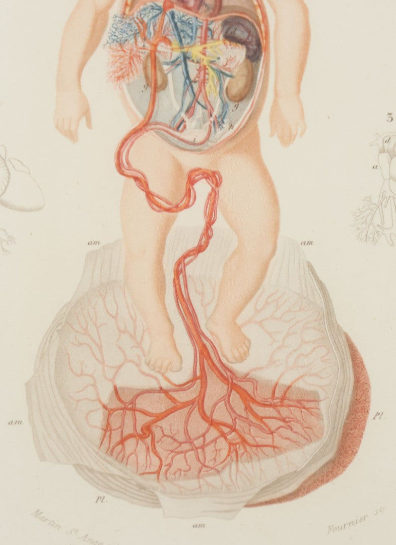 Lot 055 - Antique French Medical Engraving Plate Print, Circulation Of Blood In The Fetus, Engraved By Fournier After Martin St. Ange, In Modern Frame, 9" x 13"