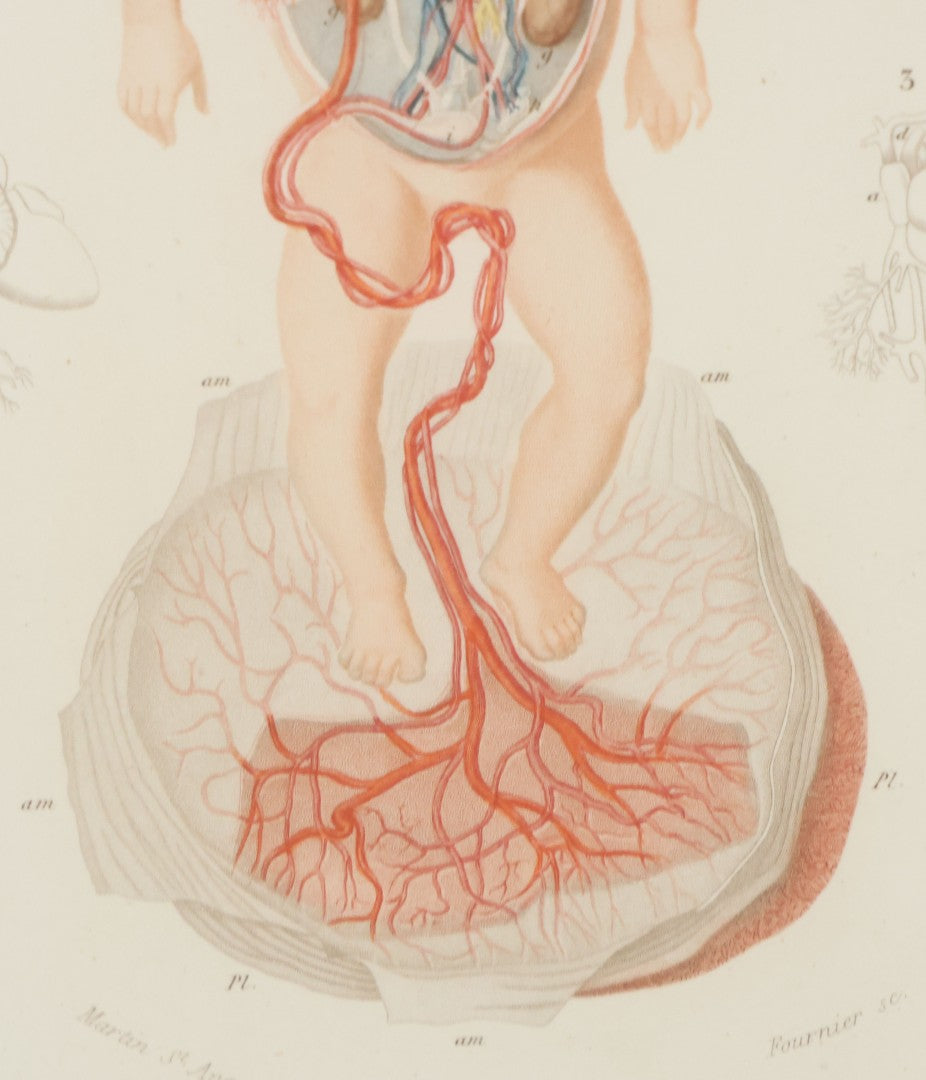 Lot 055 - Antique French Medical Engraving Plate Print, Circulation Of Blood In The Fetus, Engraved By Fournier After Martin St. Ange, In Modern Frame, 9" x 13"