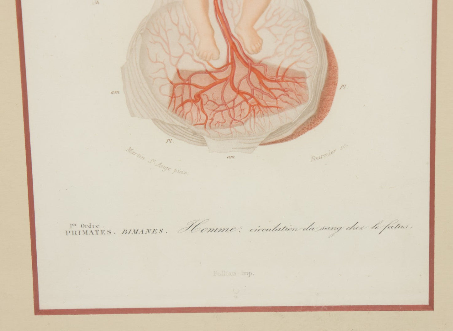 Lot 055 - Antique French Medical Engraving Plate Print, Circulation Of Blood In The Fetus, Engraved By Fournier After Martin St. Ange, In Modern Frame, 9" x 13"