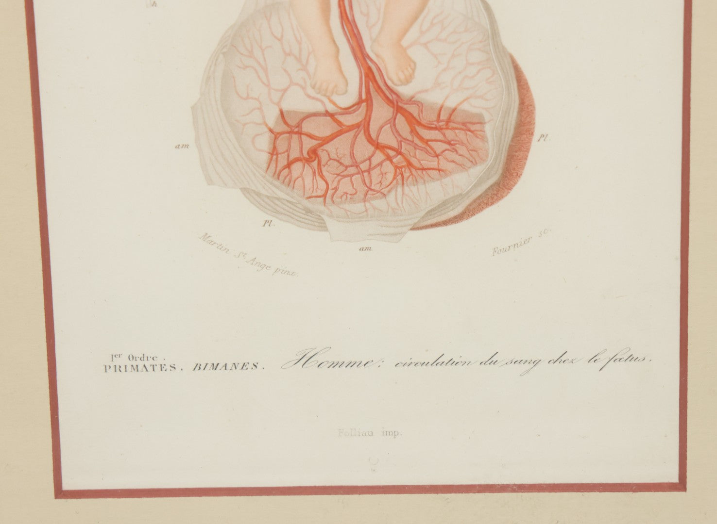 Lot 055 - Antique French Medical Engraving Plate Print, Circulation Of Blood In The Fetus, Engraved By Fournier After Martin St. Ange, In Modern Frame, 9" x 13"