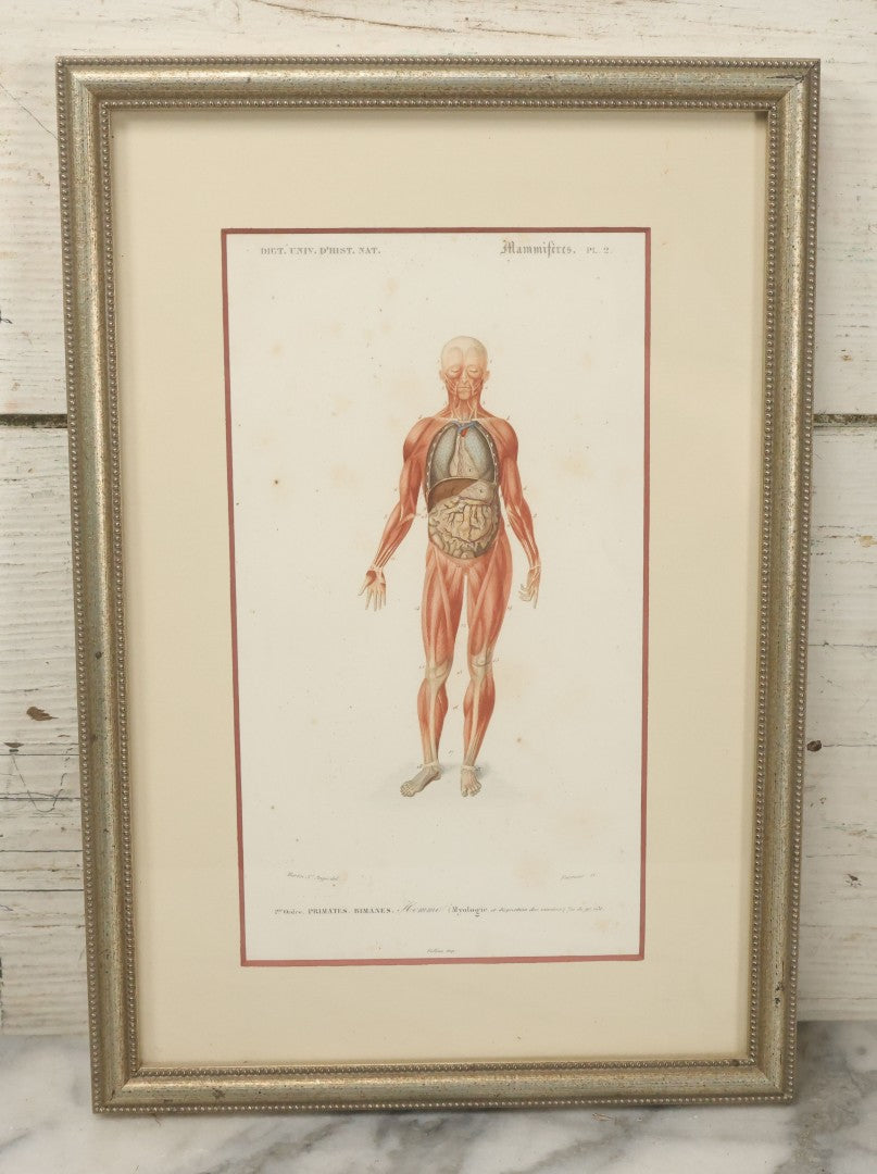 Lot 056 - Antique French Medical Engraving Plate Print, Myology And Arrangement Of The Viscera,, Engraved By Fournier After Martin St. Ange, In Modern Frame, 9" x 13"