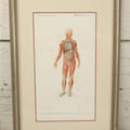 Lot 056 - Antique French Medical Engraving Plate Print, Myology And Arrangement Of The Viscera,, Engraved By Fournier After Martin St. Ange, In Modern Frame, 9" x 13"