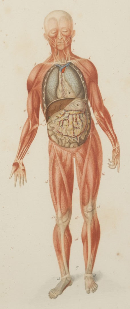 Lot 056 - Antique French Medical Engraving Plate Print, Myology And Arrangement Of The Viscera,, Engraved By Fournier After Martin St. Ange, In Modern Frame, 9" x 13"