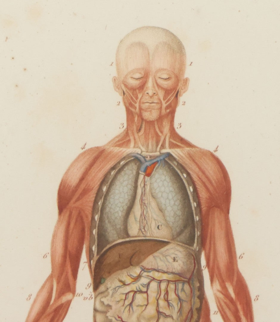 Lot 056 - Antique French Medical Engraving Plate Print, Myology And Arrangement Of The Viscera,, Engraved By Fournier After Martin St. Ange, In Modern Frame, 9" x 13"