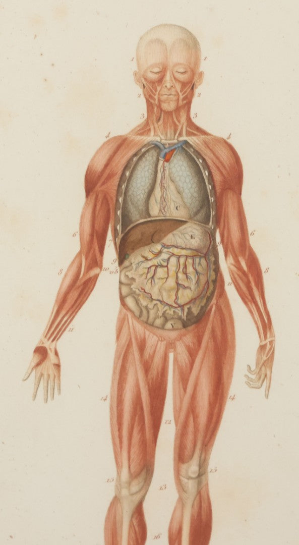 Lot 056 - Antique French Medical Engraving Plate Print, Myology And Arrangement Of The Viscera,, Engraved By Fournier After Martin St. Ange, In Modern Frame, 9" x 13"