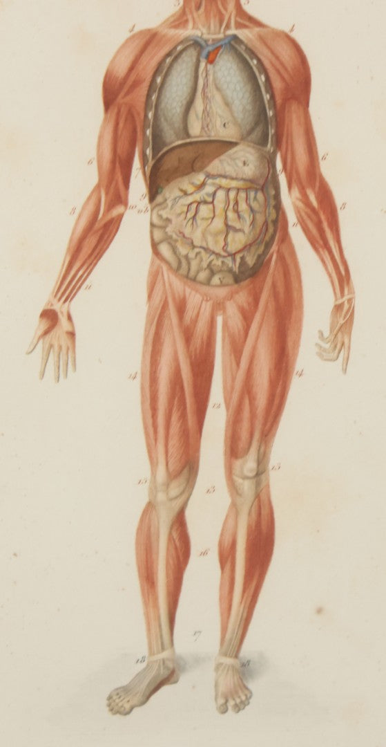 Lot 056 - Antique French Medical Engraving Plate Print, Myology And Arrangement Of The Viscera,, Engraved By Fournier After Martin St. Ange, In Modern Frame, 9" x 13"