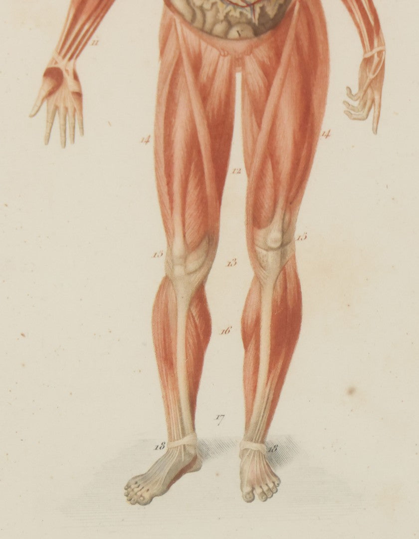 Lot 056 - Antique French Medical Engraving Plate Print, Myology And Arrangement Of The Viscera,, Engraved By Fournier After Martin St. Ange, In Modern Frame, 9" x 13"