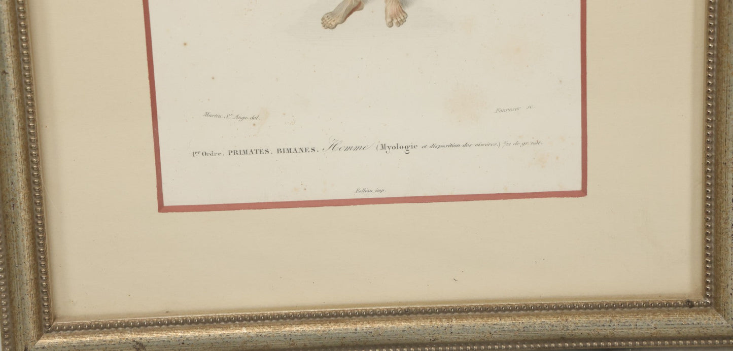 Lot 056 - Antique French Medical Engraving Plate Print, Myology And Arrangement Of The Viscera,, Engraved By Fournier After Martin St. Ange, In Modern Frame, 9" x 13"