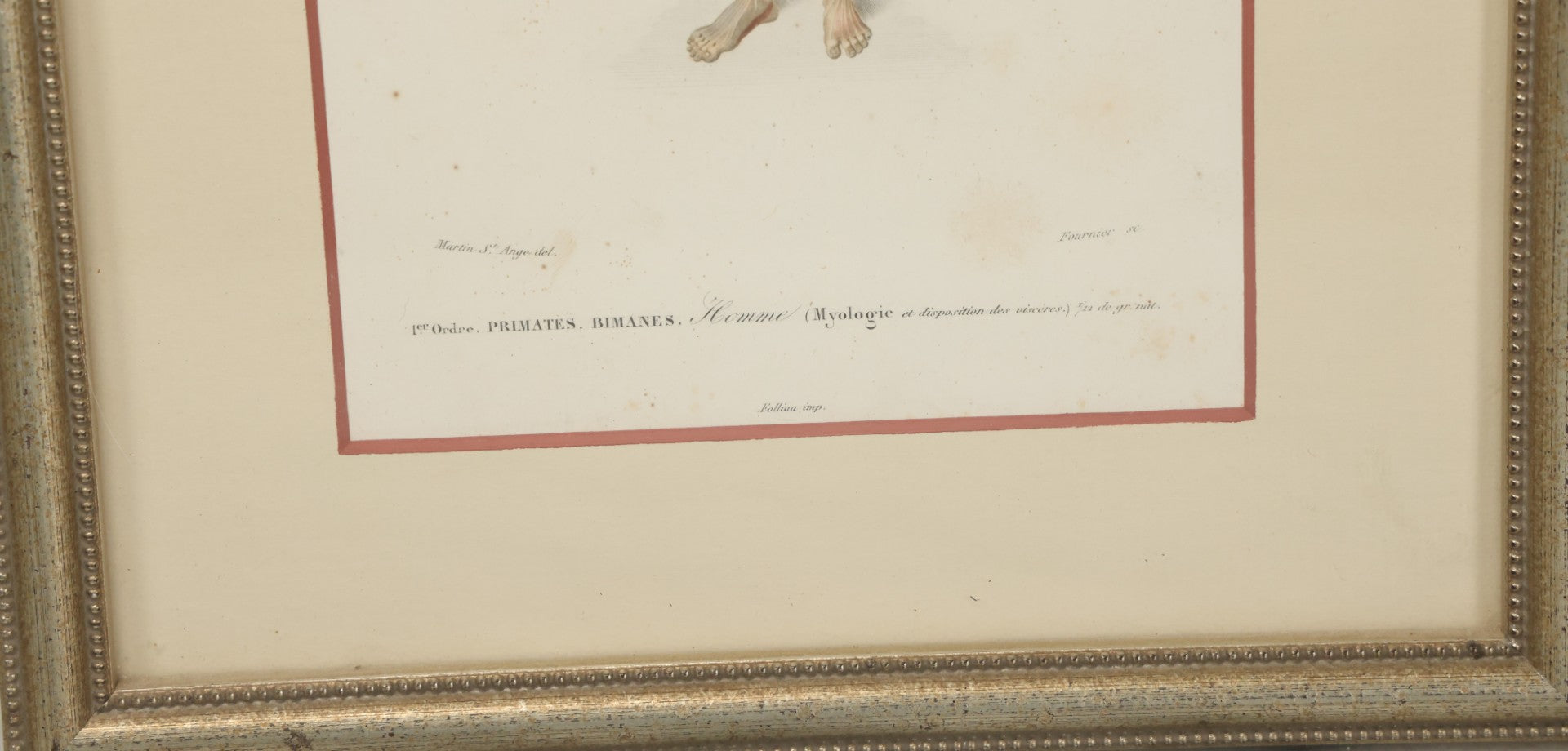 Lot 056 - Antique French Medical Engraving Plate Print, Myology And Arrangement Of The Viscera,, Engraved By Fournier After Martin St. Ange, In Modern Frame, 9" x 13"