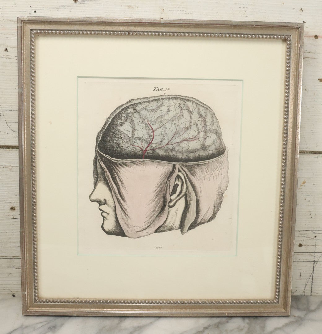 Lot 057 - Antique Late 18th Century Aquatint Anatomical Print, Plate 58, Dissected Head, By A. Fyfe, In Modern Frame, 14-1/4" x 15-1/4"